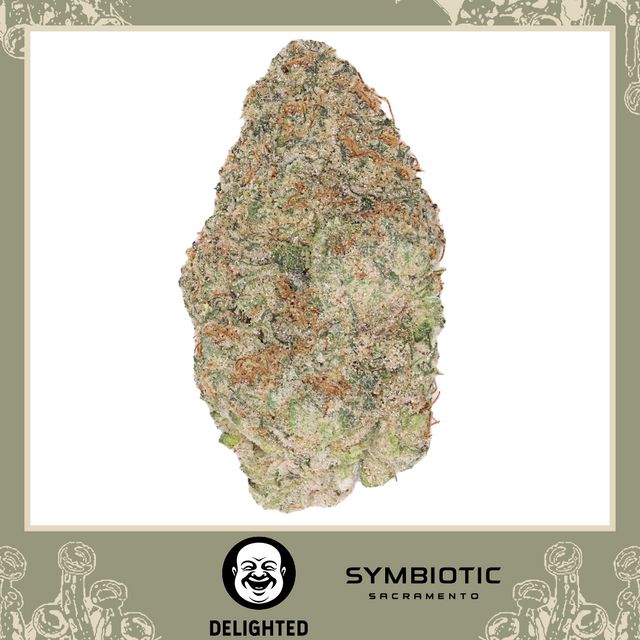 thica❁ Chief Stix - THCa 1.5g Flower – HH WHOLESALE